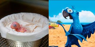 Tras 100 intentos, nace un guacamayo azul, el cual se creía extinto desde hace 25 años