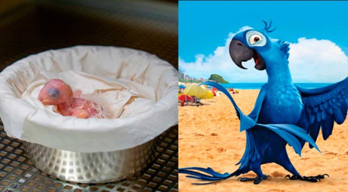 Tras 100 intentos, nace un guacamayo azul, el cual se creía extinto desde hace 25 años