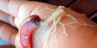 #VIDEO || Arpones Viscosos y Depredadores Invisibles: Bienvenidos al Mundo de los Nemertinos