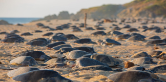 Logro para la naturaleza, temporada 2025 romperá récord de liberaciones de tortuga marina: Compesca