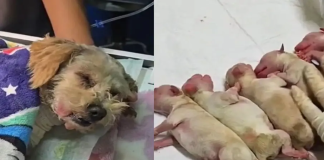 Cereza, la poodle heroína de Iztapalapa, lucha por sus cachorros