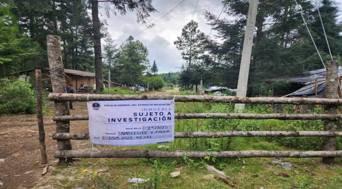 Cumplimenta FGE cateo en predio relacionado con tala ilegal en Zinapécuaro