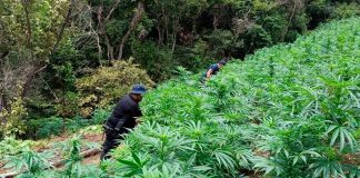 En Tuzantla, SSP y Defensa incineran más de mil 820 kilogramos de mar1hu4na