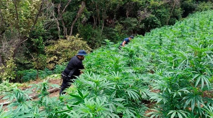 En Tuzantla, SSP y Defensa incineran más de mil 820 kilogramos de mar1hu4na