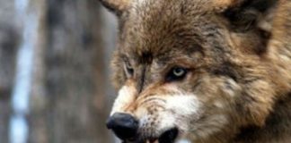 Niña de 5 años es atacada por un lobo durante sus vacaciones