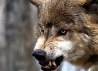 Niña de 5 años es atacada por un lobo durante sus vacaciones