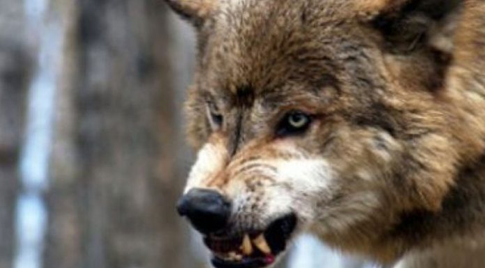 Niña de 5 años es atacada por un lobo durante sus vacaciones