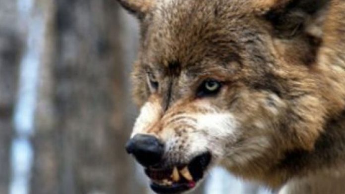 lobo