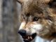 Niña de 5 años es atacada por un lobo durante sus vacaciones