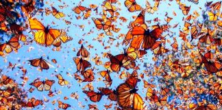 🌟 Reconociendo el Corazón de México: Arrancan las votaciones para “Lo Mejor de Michoacán 2025”