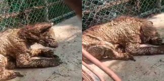 #VIDEO||Denuncian abandono de osezna con sarna y desnutrición en zoológico de Nuevo León
