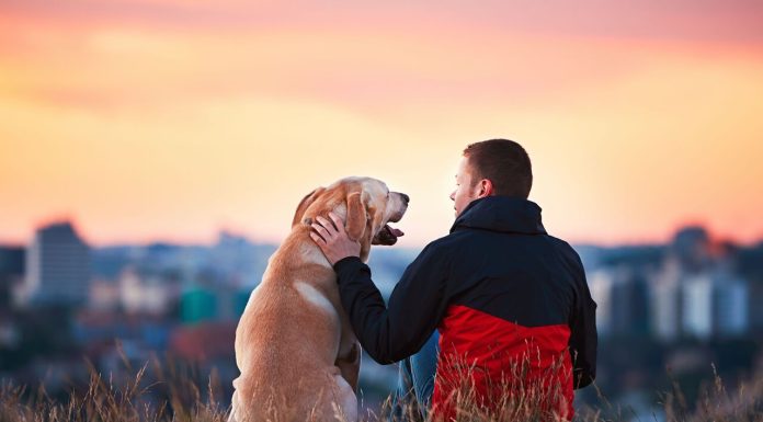 #VIDEO || El amor perruno tiene base científica… y es más profundo de lo que imaginas