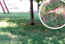 #México: Hombre se intoxica con salchichas envenenadas que dejaron para perros callejeros