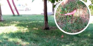 #México: Hombre se intoxica con salchichas envenenadas que dejaron para perros callejeros