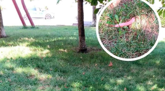 #México: Hombre se intoxica con salchichas envenenadas que dejaron para perros callejeros