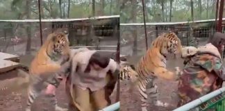 #VIDEO | Tigre ataca a su cuidadora en parque de Mazamitla, Jalisco