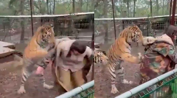 #VIDEO | Tigre ataca a su cuidadora en parque de Mazamitla, Jalisco