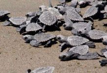 Implementan operativo para la protección de tortugas marinas en Lázaro Cárdenas, Michoacán