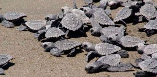 Implementan operativo para la protección de tortugas marinas en Lázaro Cárdenas, Michoacán