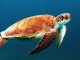 #VIDEO || Las tortugas bobas, las guardianas del equilibrio marino