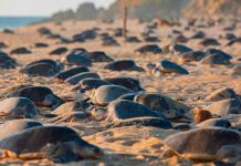 Abren votaciones para “Lo Mejor de Michoacán 2025”