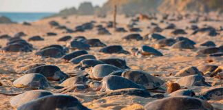 Abren votaciones para “Lo Mejor de Michoacán 2025”