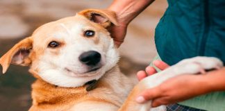 Feria de adopción “Tu casa, Su hogar”