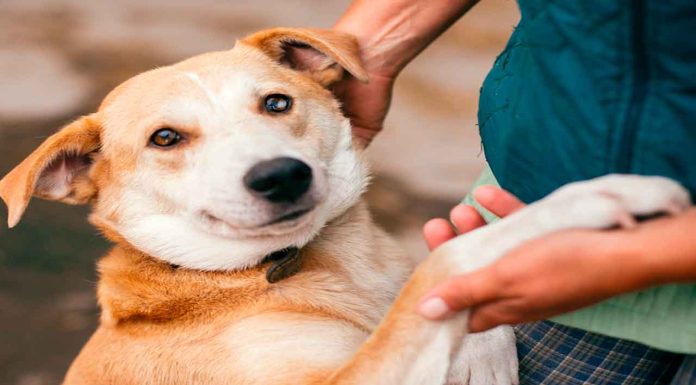 Feria de adopción “Tu casa, Su hogar”