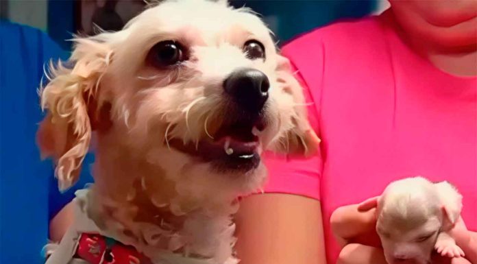 #ACTUALIZACION // Cerecito, el único cachorro sobreviviente de Cerecita, ya abrió los ojos