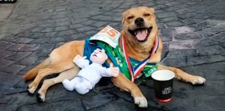 Fallece ‘Chicles’, el perrito maratonista de Tijuana; denuncian envenenamiento