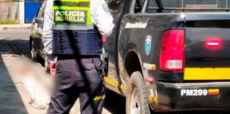 Matan a 5 chihuahuas y los dejan en la colonia Carlos Salazar, Morelia