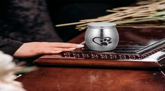 Crematorio en Chetumal engañaba a dueños de mascotas: entregaba tierra en lugar de cenizas.