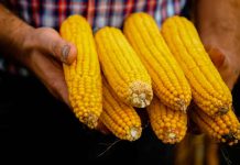 Michoacán publica mecánica operativa del apoyo complementario al precio del maíz