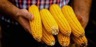 Michoacán publica mecánica operativa del apoyo complementario al precio del maíz