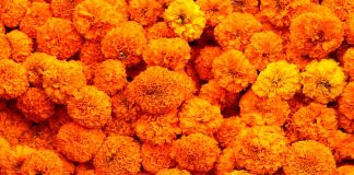 Cempasúchil: la flor que enciende caminos y recuerdos