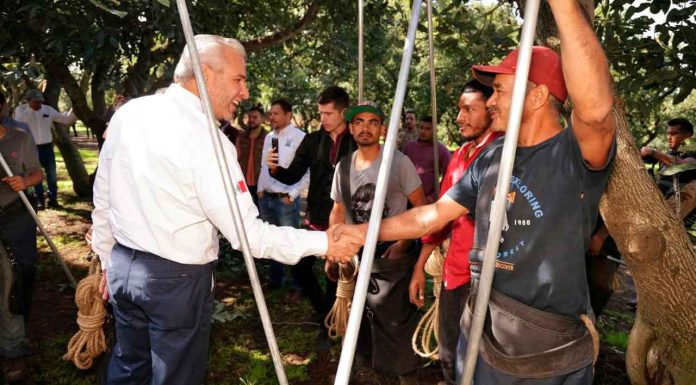 Con más de 3.8 millones de toneladas, Michoacán lidera producción nacional de aguacate, limón y berries