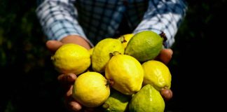 Michoacán, primer lugar nacional en producción de guayaba: Sader