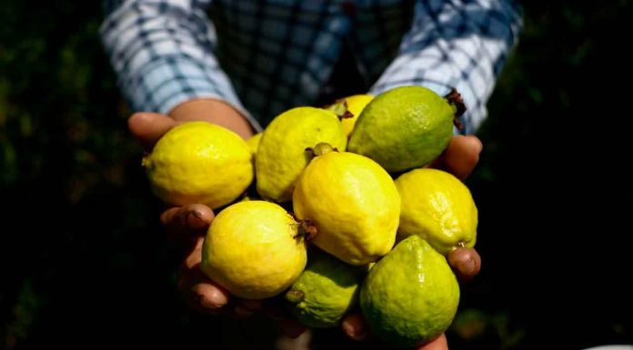 Michoacán, primer lugar nacional en producción de guayaba: Sader