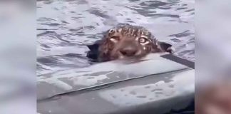 #VIDEO || Jaguar herido es rescatado en Brasil tras sobrevivir a un ataque con arma de fuego