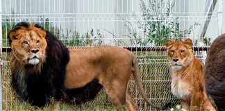 Rescatan de un domicilio particular a cuatro felinos en Pachuca, Hidalgo