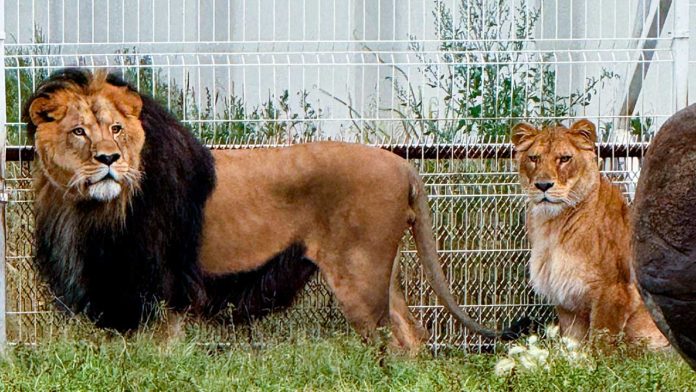 LEONES