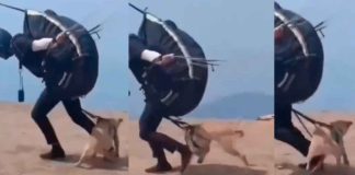 #VIDEO || Indignación mundial: hombre obliga a su perro a hacer parapente para tomarse una foto