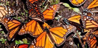 Las mariposas monarca ya comenzaron su paso por Tamaulipas rumbo a Michoacán