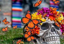 Almas aladas: el encuentro entre la mariposa monarca y el Día de Muertos