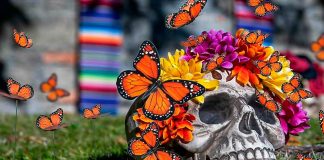 Almas aladas: el encuentro entre la mariposa monarca y el Día de Muertos