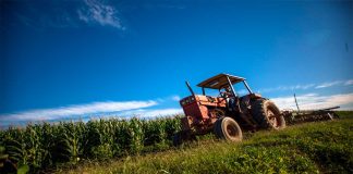 AGRICULTURA y los gobiernos de los estados de Guanajuato, Jalisco y Michoacán aseguran el pago de 6,050 pesos por tonelada de maíz blanco