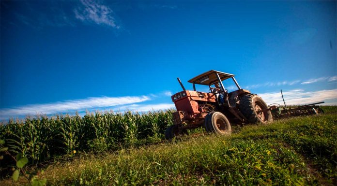 AGRICULTURA y los gobiernos de los estados de Guanajuato, Jalisco y Michoacán aseguran el pago de 6,050 pesos por tonelada de maíz blanco