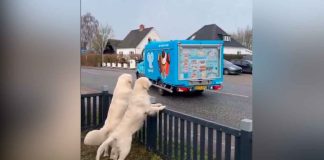 #VIDEO || Un perrito demuestra que la paciencia tiene su recompensa