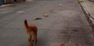 Investiga FGE hallazgo de cinco perros muertos en la Primo Tapia Poniente de Morelia