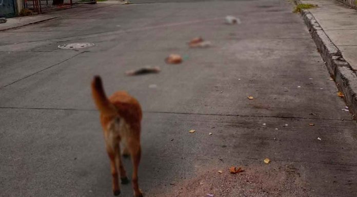 Investiga FGE hallazgo de cinco perros muertos en la Primo Tapia Poniente de Morelia